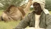 عرس البادية في السودان - الجزيرة الوثائقية - موقع سوا 