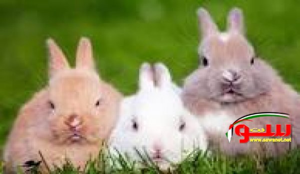 معلومات هامة و مفيدة عن تربيـــة الأرانب | موقع سوا 