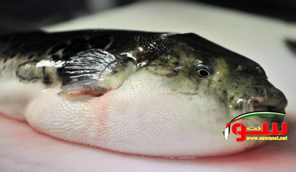 إصابة 8 مواطنين من مخيم البريج بالتسمم لتناول سمك مجهول المصدر | موقع سوا 