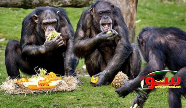 الشمبانزي أيضاً يثق في أصدقائه! | موقع سوا 