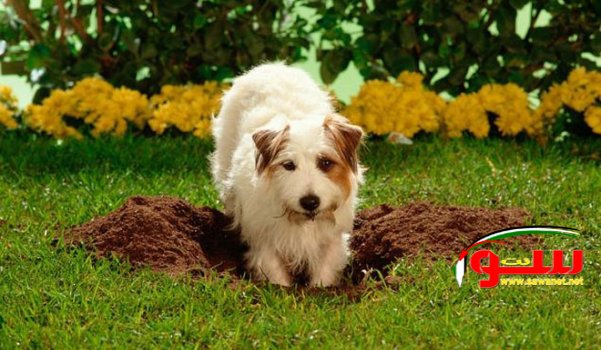 هل تعلم لماذا يقوم الكلب بدفن العظام ؟ | موقع سوا 