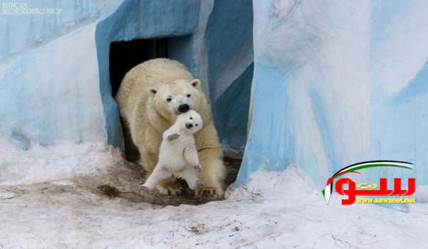 25 صورة ترصد مشاعر الأمومة بين الحيوانات | موقع سوا 