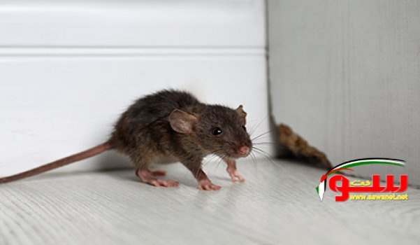 نفوق الفأر ‘ماجاوا‘ بعد إنقاذه آلاف من الأرواح البشرية | موقع سوا 