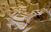 كاليفورنيا.. اكتشاف بقايا ماموث في موقع بناء | موقع سوا 