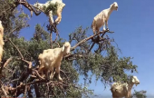 أشجار مثمرة بالماعز في المغرب  | موقع سوا 