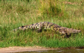 التمساح النيلي .. | موقع سوا 