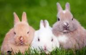 معلومات هامة و مفيدة عن تربيـــة الأرانب | موقع سوا 