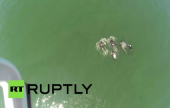 بالفيديو:حيتان قاتلة قرب شاطئ شبه جزيرة كمتشاتكا الروسية | موقع سوا 