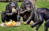 الشمبانزي أيضاً يثق في أصدقائه! | موقع سوا 