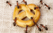  كيف تطردين النمل من منزلك؟ | موقع سوا 