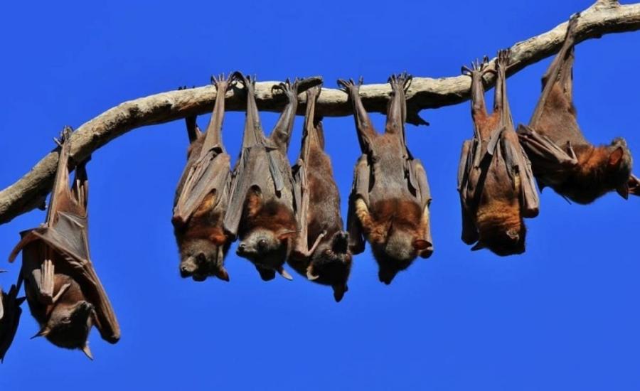 اكتشاف 5 فيروسات جديدة في الخفافيش | موقع سوا 