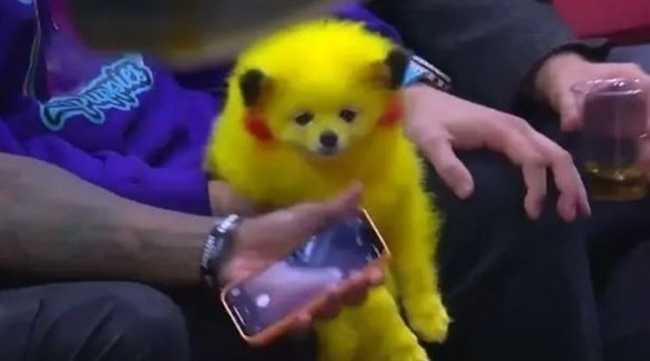 يصبغ كلبه بالأصفر هوساً بلعبة 