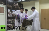 علماء روس يسعون إلى إعادة إحياء حيوانات ما قبل التاريخ | موقع سوا 