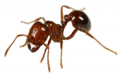 النمل السفاح | موقع سوا 