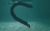 بالفيديو: ثعبان آلي يسبح في الماء بشكل مخيف وكأنه حقيقي | موقع سوا 
