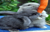 صغار الأرانب وحب تناول الجزر | موقع سوا 