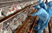 استخدام الحرارة في أمريكا لاعدام الدواجن المصابة بانفلونزا الطيور  | موقع سوا 