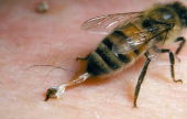 لماذا تموت النحلة بعد القرصة...! | موقع سوا 