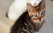 لمحبى الحيوانات.. 5 عادات ابتعد عنها مع القطط أهمها الضرب | موقع سوا 