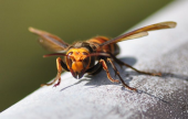 النحل القاتل – غرائب في الطبيعة | موقع سوا 