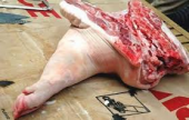 لماذا المسلمين لا يأكلون لحم الخنزير ؟ | موقع سوا 