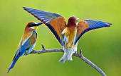 أجمل طيور العالم | موقع سوا 