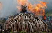 كينيا تحرق كميات ضخمة من العاج تمهيدا لحظر تجارته | موقع سوا 