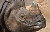 تعرف على حيوان وحيد القرن الهندي | موقع سوا 