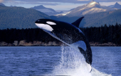 تعرف على بيئة الحوت القاتل | موقع سوا 
