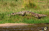 التمساح النيلي | موقع سوا 