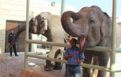 حديقة الإمارات للحيوانات تتيح فرصة اللعب مع الفيلة العملاقة | موقع سوا 