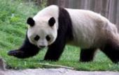 الباندا لم تعد مهددة بالانقراض | موقع سوا 