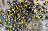 عناكب صفراء صغيرة تغزو المملكة المتحدة | موقع سوا 