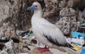 99 % من الطيور البحرية تبتلع النفايات البلاستيكية مع حلول عام 2050 | موقع سوا 