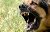 فى البرتغال نباح الكلب يتسبب بمقتل 3 أشخاص بينهم عنصرا شرطة | موقع سوا 