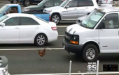 القبض على دجاجة تسببت فى اختناق مرورى بطريق سريع فى أمريكا | موقع سوا 