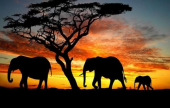 العثور على 22 فيلاً مقتولاً بالسم في زيمبابوي  المزيد على دنيا الوطن .  | موقع سوا 
