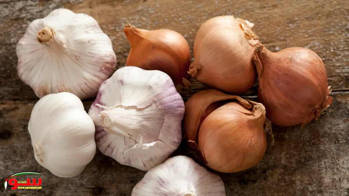فوائد البصل والثوم كمضادات حيوية طبيعية