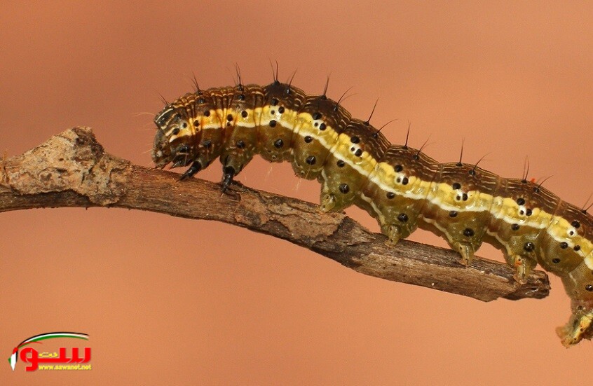 علماء يكشفون قدرة يرقة عثة التبغ على اكتشاف الصوت بدون أذنين!