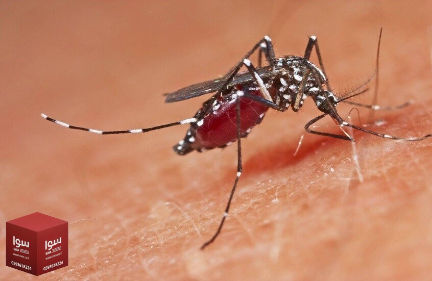 طفيليات ينقلها البعوض للإنسان